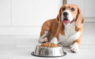 Беззерновой корм для собак: преимущества и особенности питания